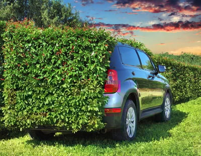 Die besten Heckenschnitttechniken für eine gepflegte Hecke